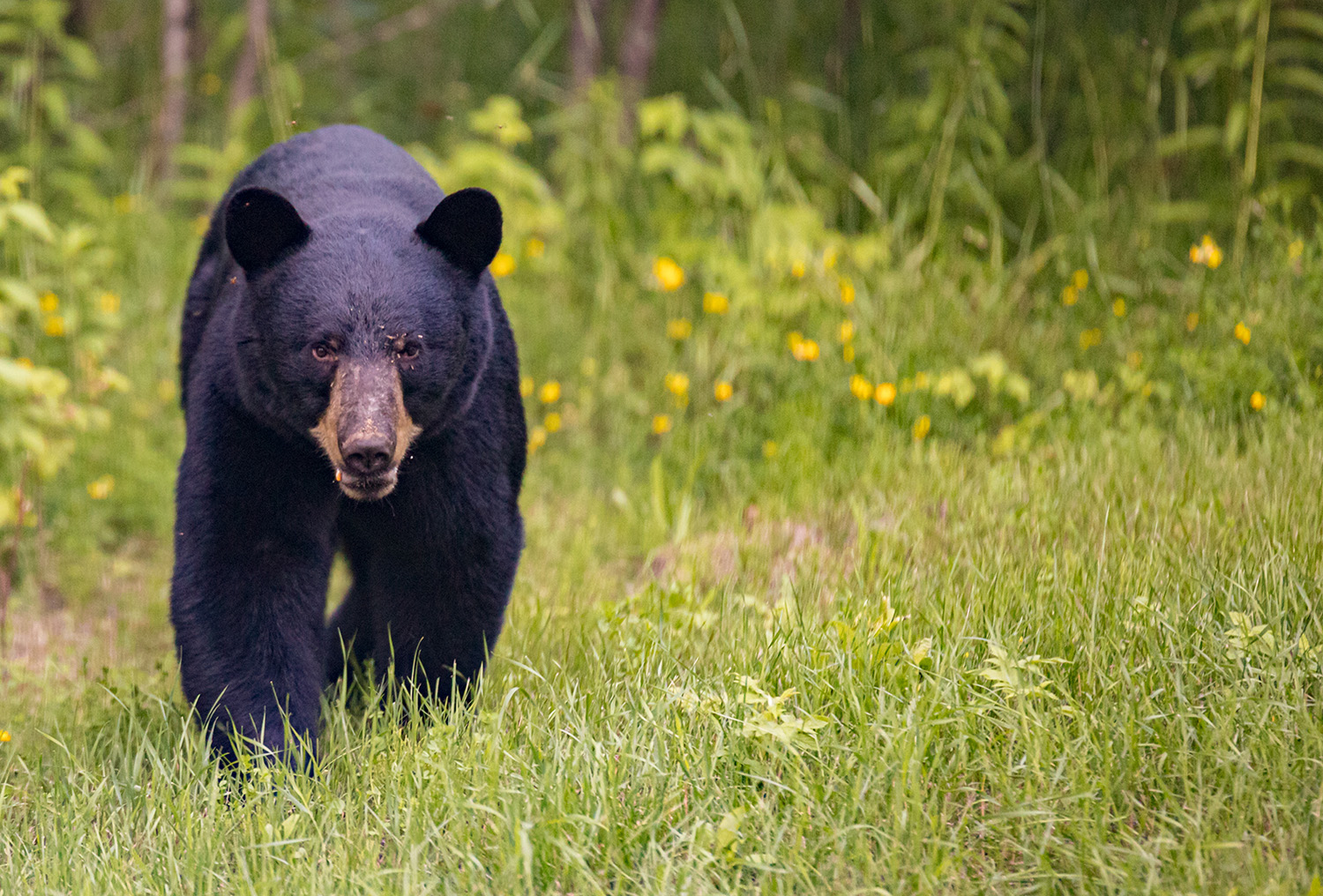 Bear Clan