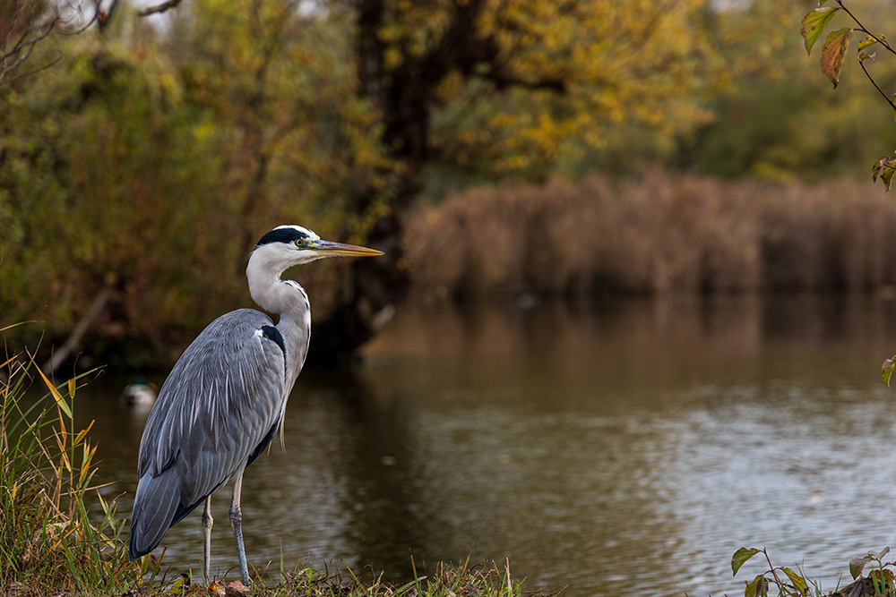 Heron Clan