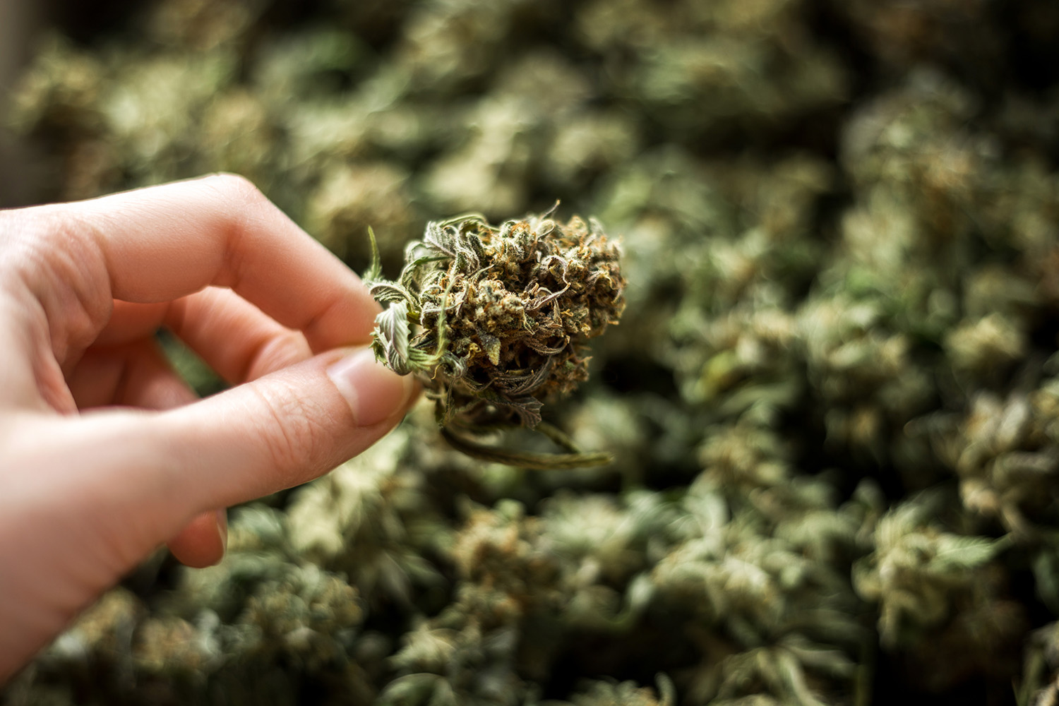 Sweet Grass Co 2