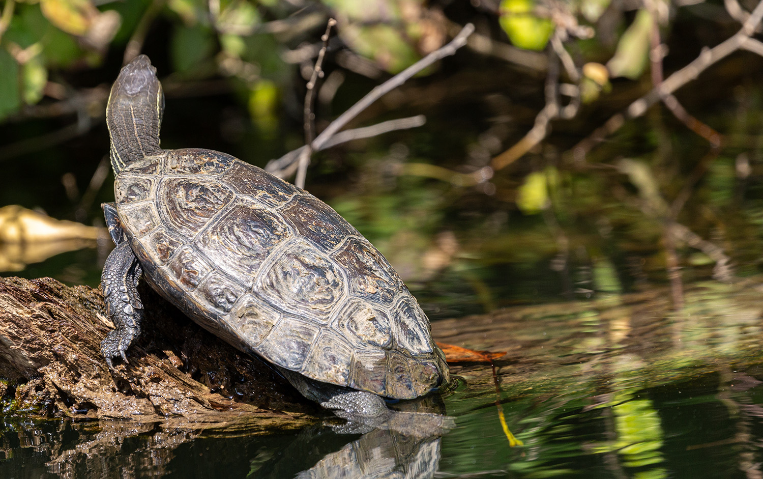 Turtle Clan