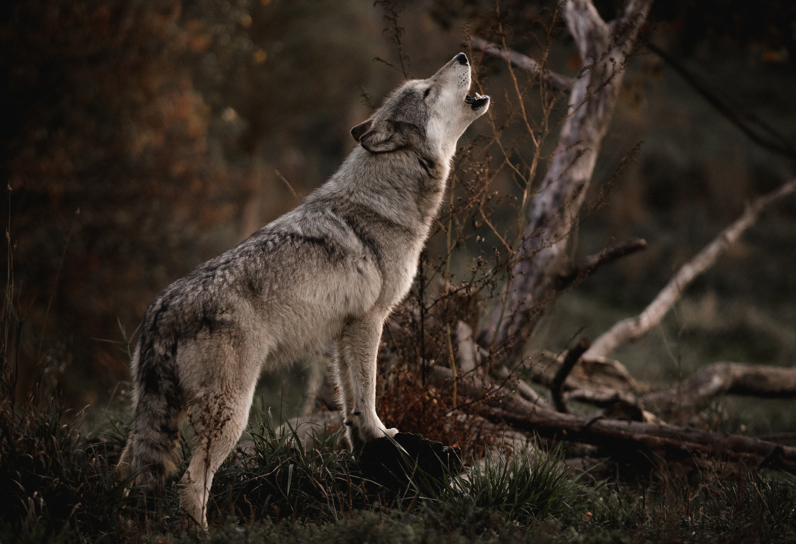 Wolf Clan