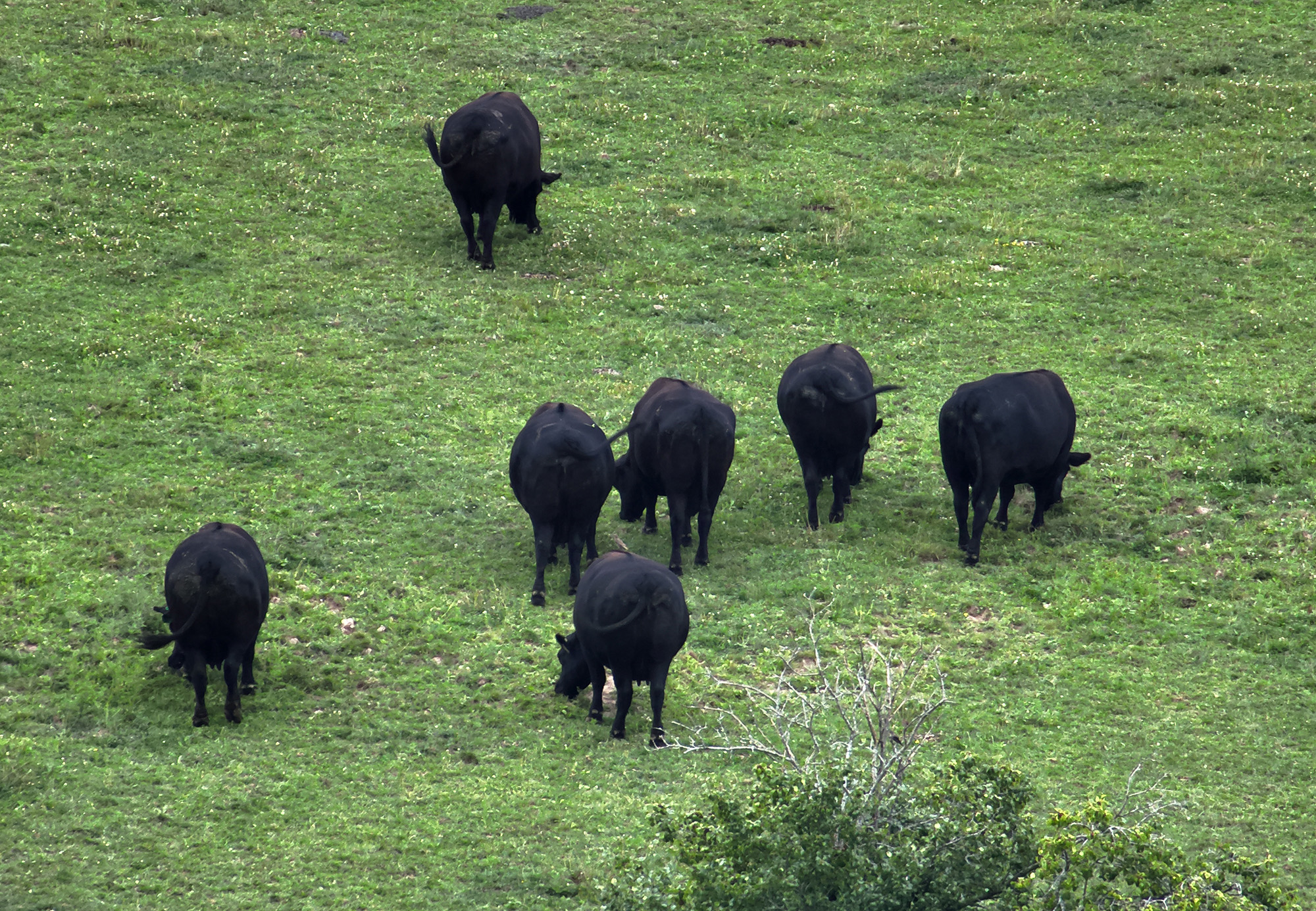 Cattle