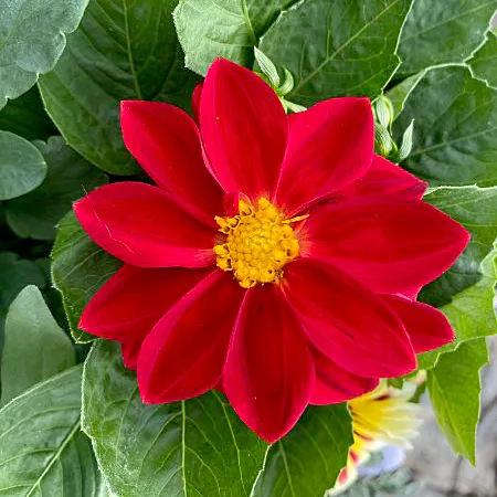 mother's day flowers